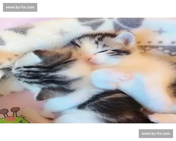 战队“团宠”花落谁家萌萌的日常萌化人心！