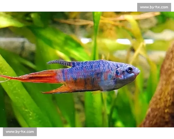 探秘斗鱼的生存智慧与色彩之谜揭示水下世界的奇幻生命之美 探秘斗鱼的生存智慧与色彩之谜揭示水下世界的奇幻生命之美