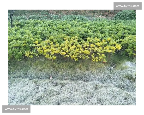 激情碰撞,梦想飞扬,世界杯荣耀榜,记录绿茵场上的永恒瞬间